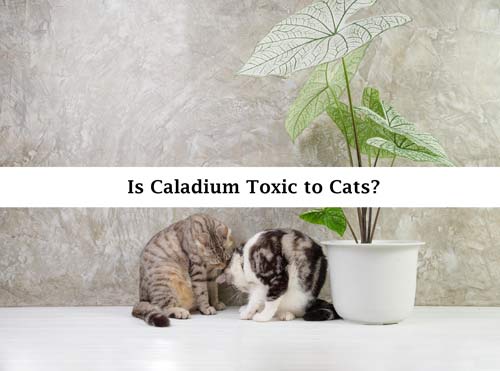 Caladium Toxic to Cats