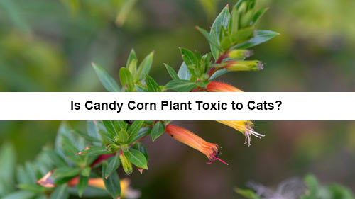 Is Candy Corn Plant Toxic to Cats