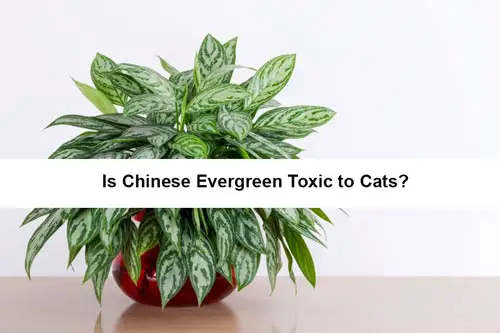 Is Chinese Evergreen Toxic to Cats
