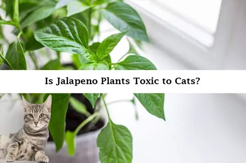 are jalapeno plants toxic to cats