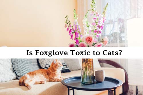 is foxglove poisonous to cats