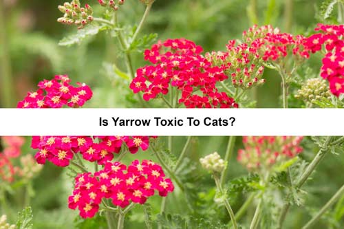 is yarrow poisonous to cats