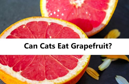 can cats eat grapefruit