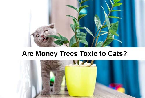 Are Money Trees Toxic to Cats