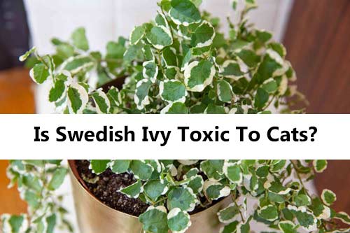 Is Swedish Ivy Toxic To Cats?
