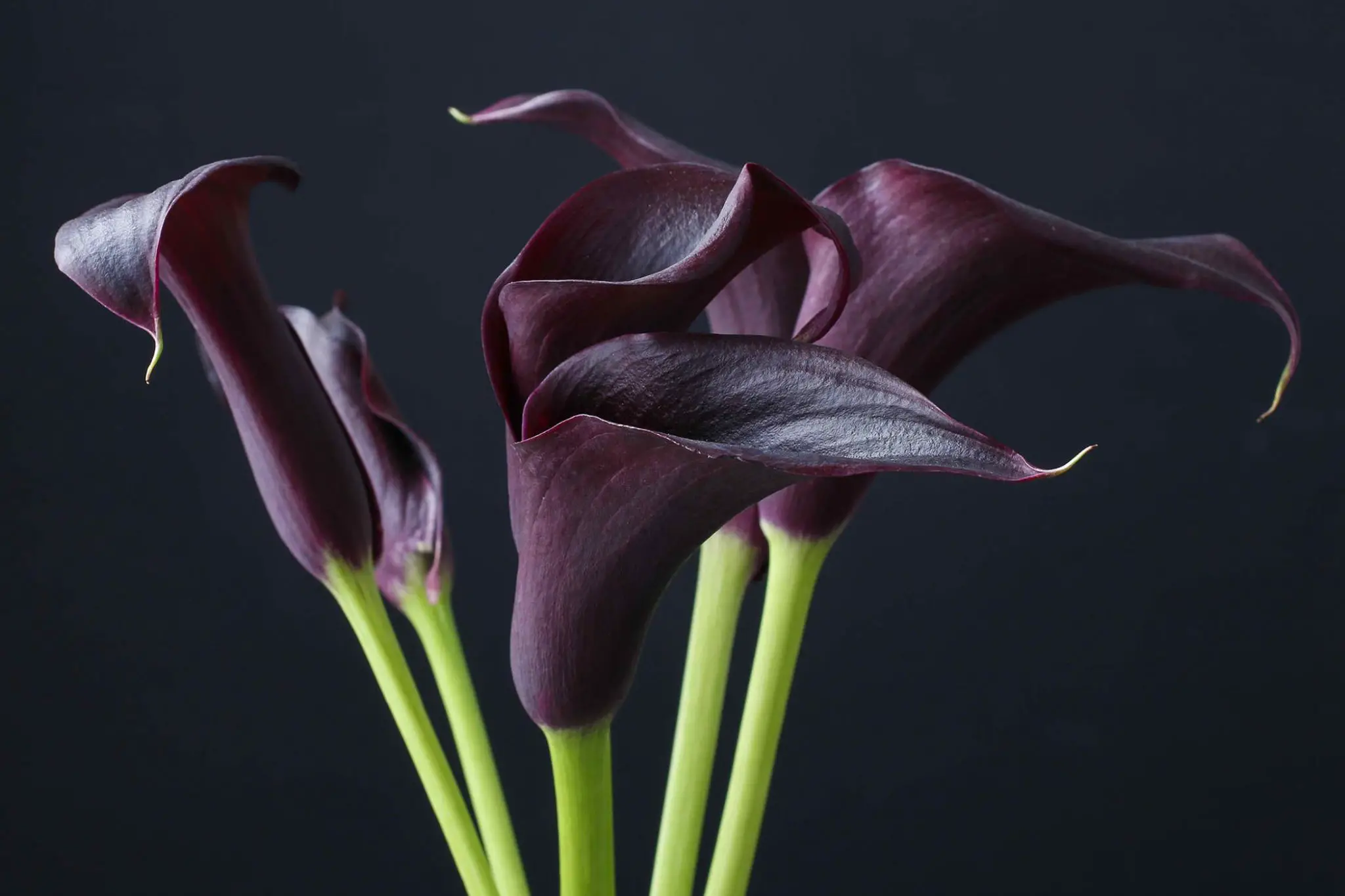 Is Black Calla Or Solomons Lily Toxic to Cats?