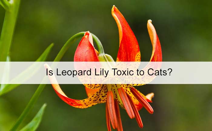 is leopard lily poisonous to cats