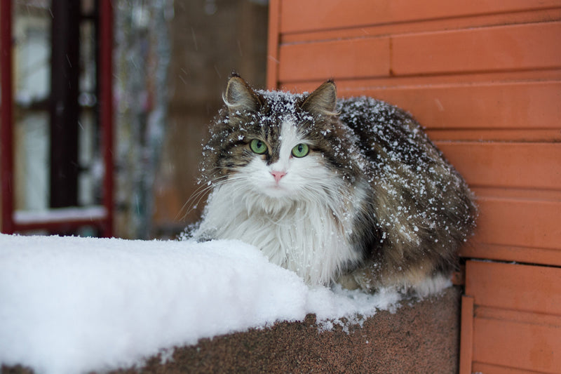 Do Cats Like Cold Or Warm Water?
