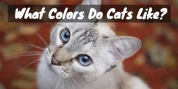 Do Cats Like Colors?