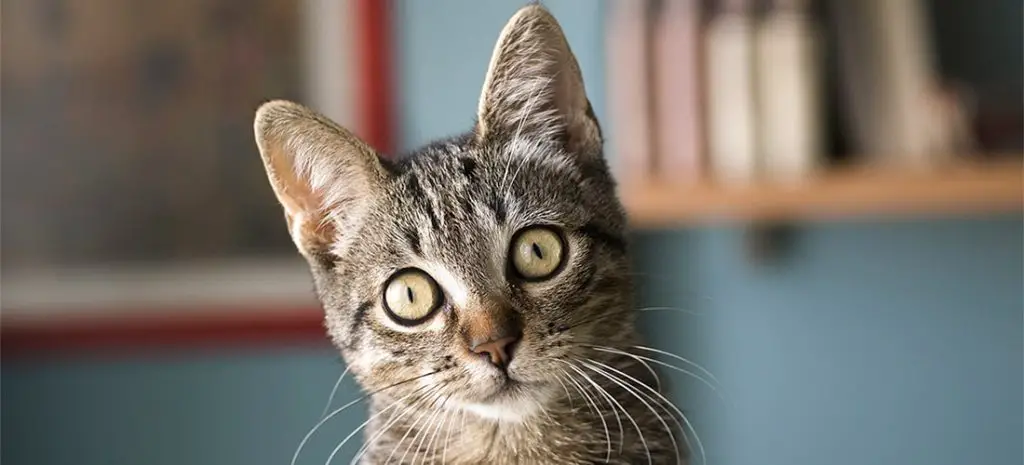 Do Cats Like Eye Contact?