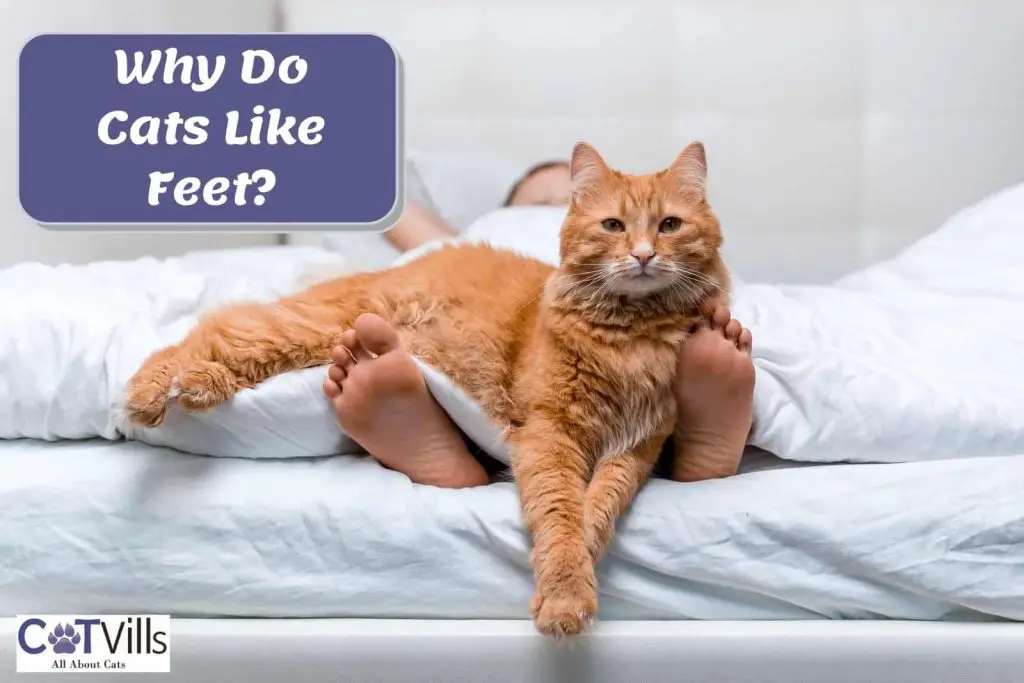 Do Cats Like Feet?