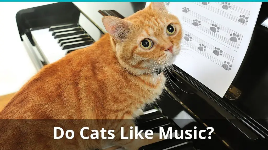 Do Cats Like Jazz?