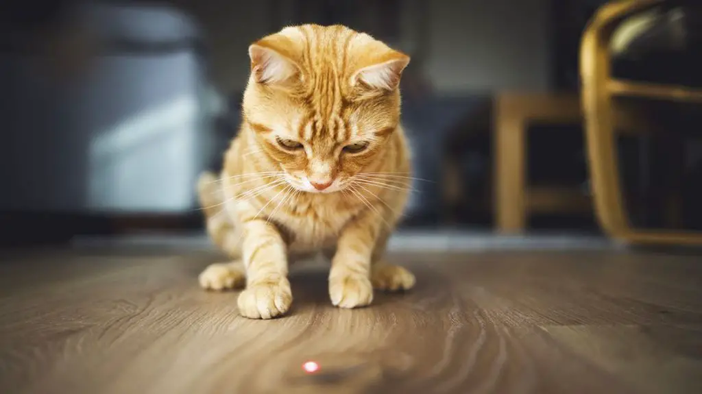 Do Cats Like Laser Pointers?