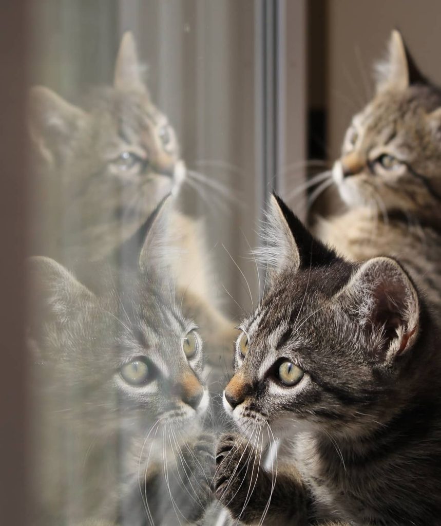 Do Cats Like Mirrors?