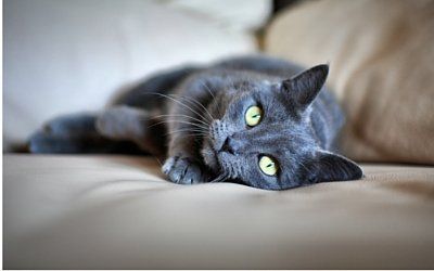 Is Acetaminophen Toxic to Cats?