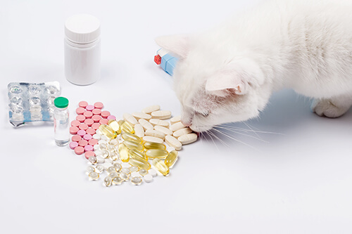 Is Amphetamines Toxic to Cats?