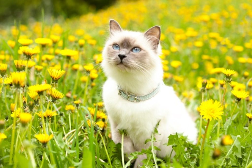 Is Cat’S Claw And Dandelion Roottoxic to Cats?