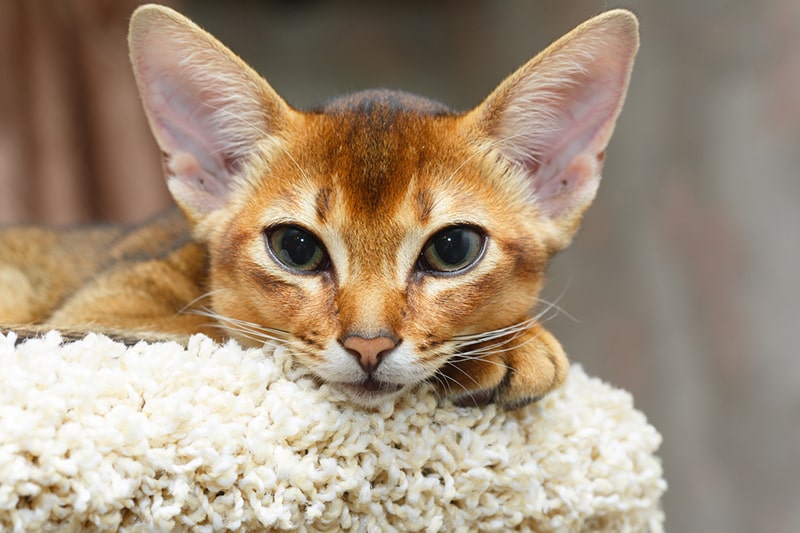 Abyssinian Cat Personality