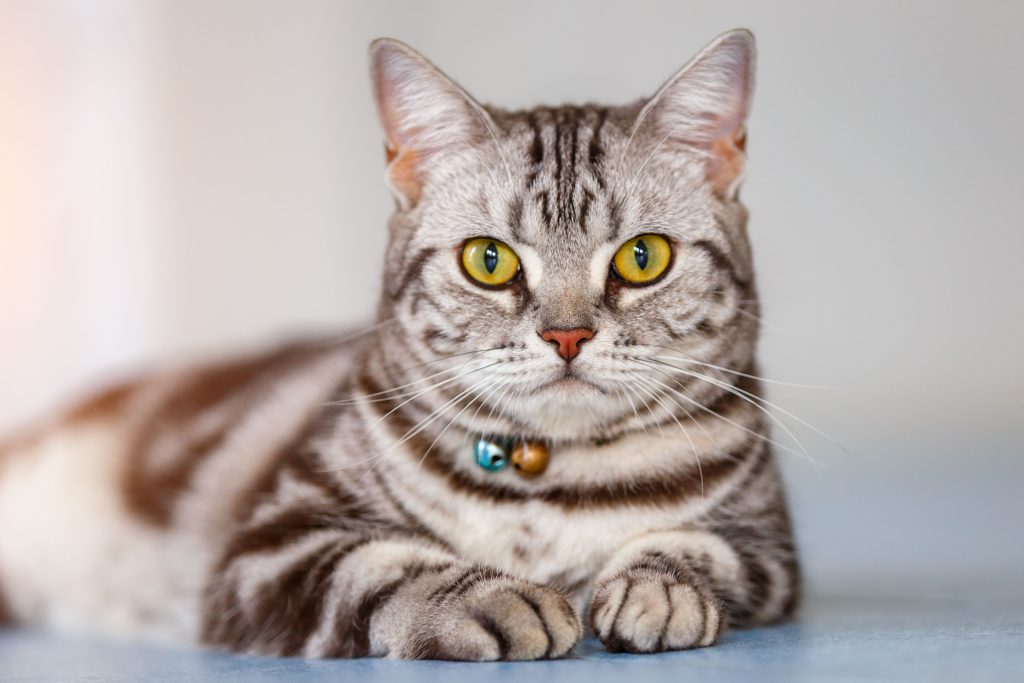 American Shorthair Cat Appearance Character Care Breeding