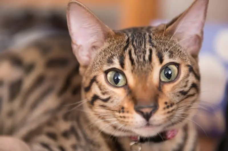 Bengal Cat Appearance Character Care