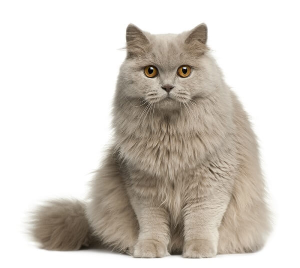 British Longhair Cat Appearance Character Care Breeding