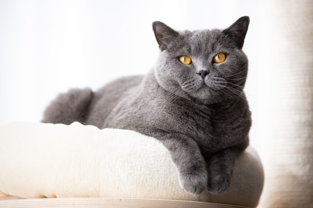 British Shorthair Cat Appearance Character Care Breeding