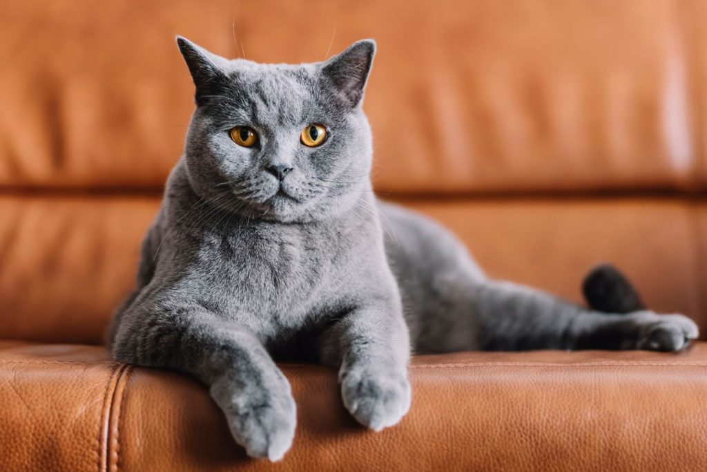Chartreux Cat Appearance Character Care Breeding
