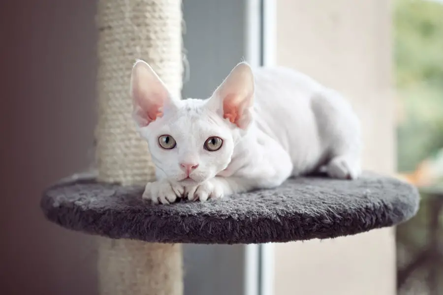 Devon Rex Cat Appearance Character Care Breeding