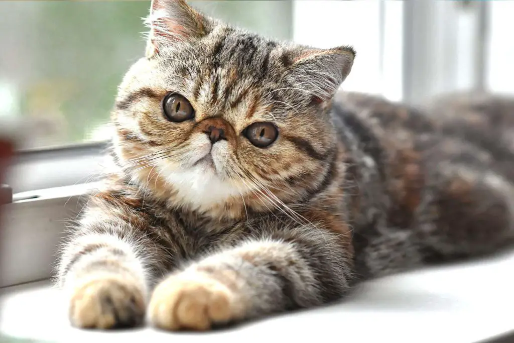 Exotic Shorthair Cat Characteristics And Appearance