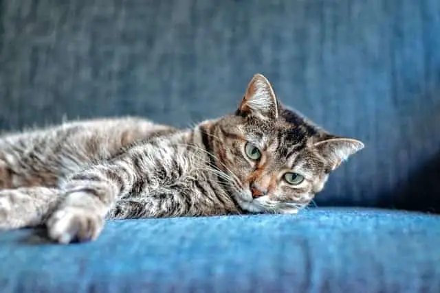 Hepatic Polycystosis in Cats Causes Symptoms Remedies