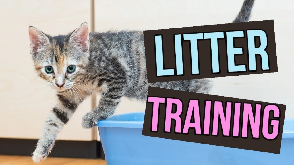 How Do Train a Cat to Use a Litter Box?