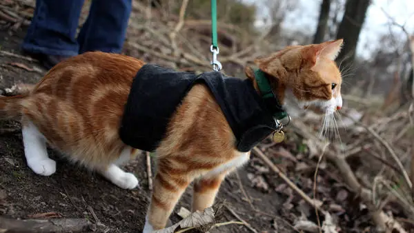 How Do Train a Cat to Walk on a Leash?