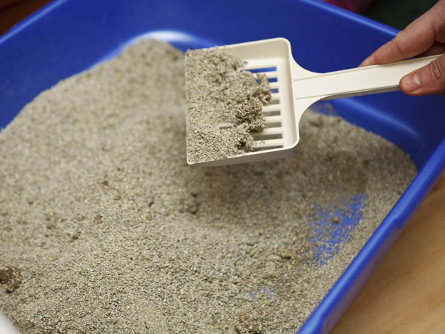 How Often to Replace a Litter Box?