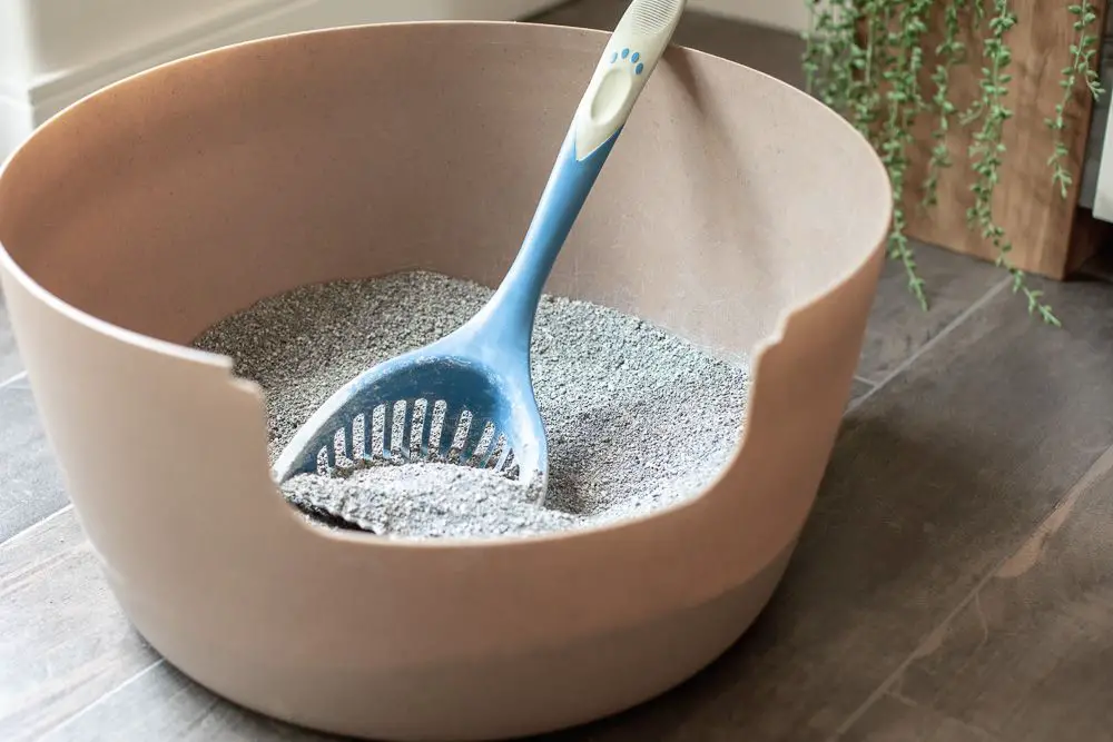 How to Dispose of an Old Litter Box?