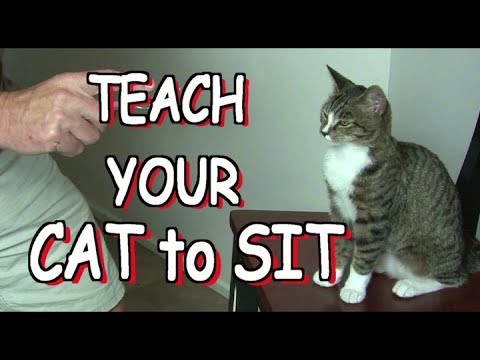 How to Train a Cat to Sit?