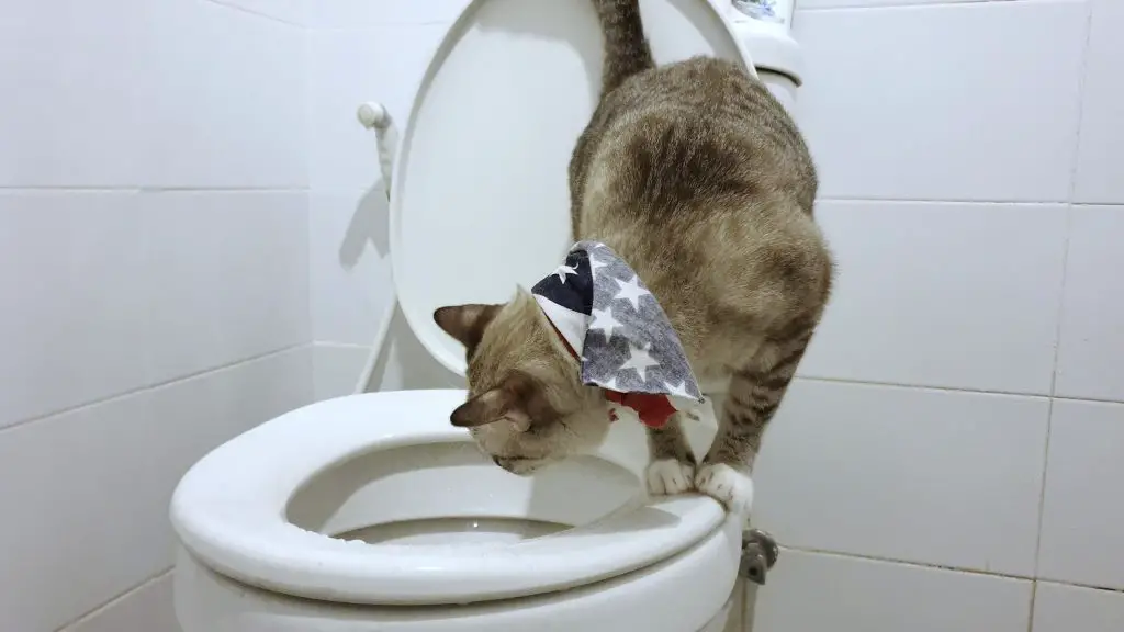 Is It Ok to Flush Cat Litter Down the Toilet?