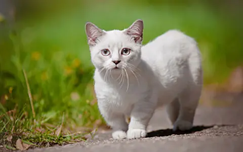 Munchkin Cat Health Main Diseases That Can Affect the Breed