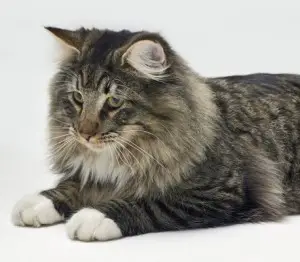 Norwegian Forest Cat Health Main Diseases of the Breed