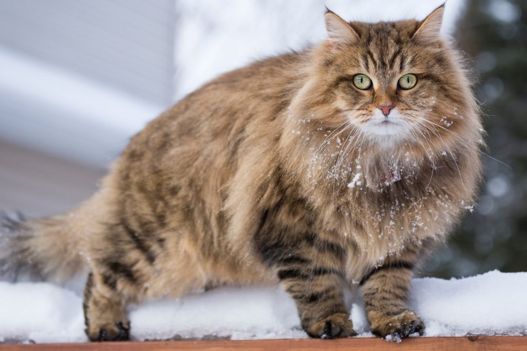 Siberian Cat Appearance Character Care Breeding