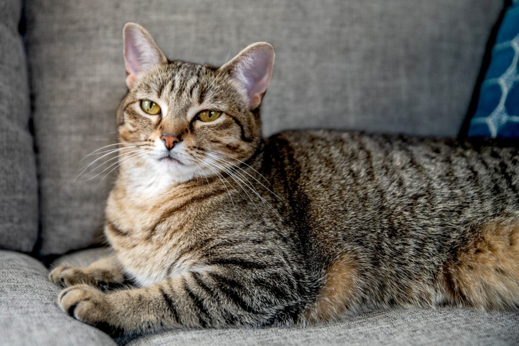 Tabby Cat Appearance Character Care Breeding