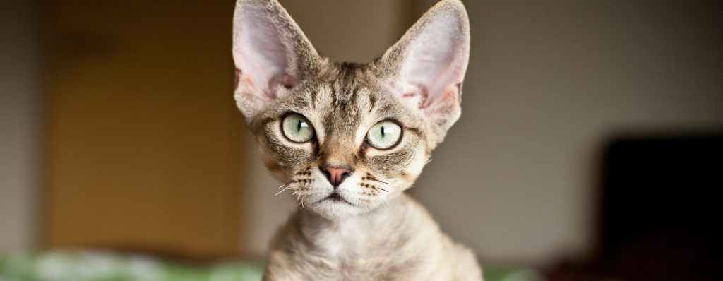 What Cat Breeds are Hypoallergenic?