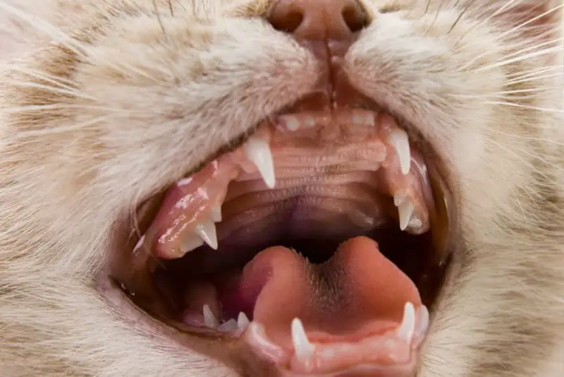 When Do Cats Stop Teething?