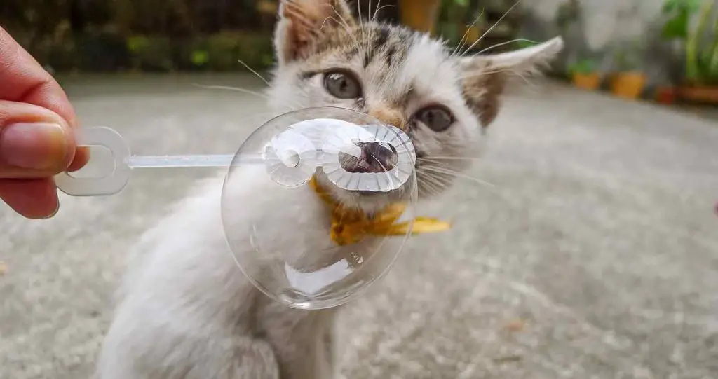 Are Bubbles Safe For Cats?