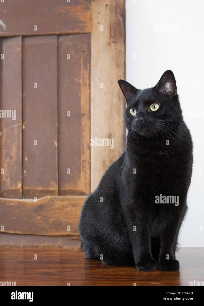 Black Cat Sitting in Front of Door