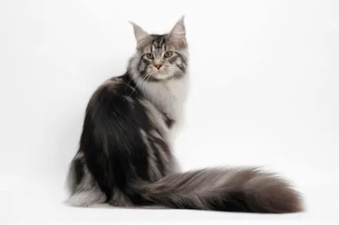 Caring For A Maine Coon