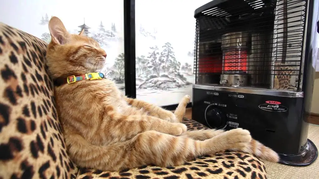 Cat Sits in Front of Heater?