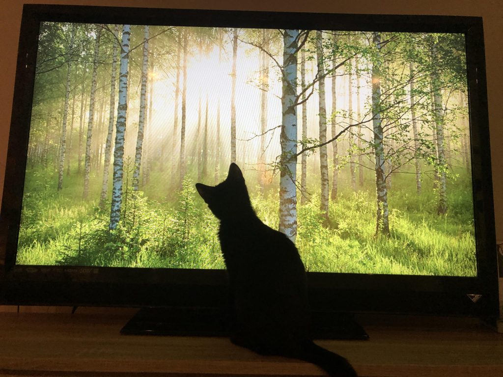 Cat Sits in Front of Tv