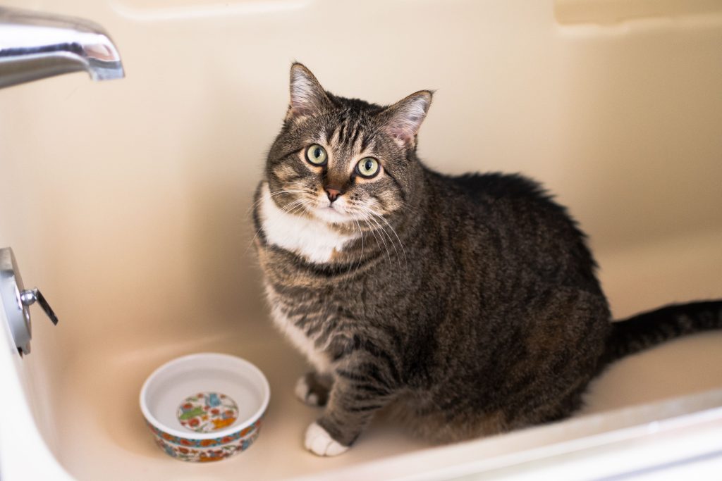 Cat Sitting in Front of Water Bowl But Not Drinking