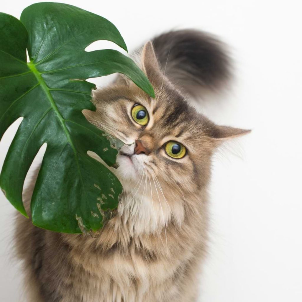 Is Monstera Sport Toxic To Cats?