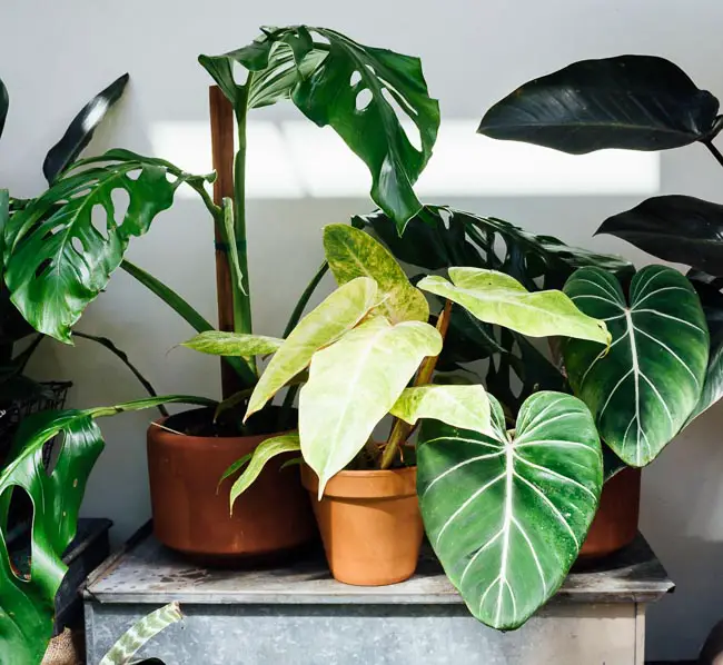 Is Philodendron Gloriosum Toxic To Cats?